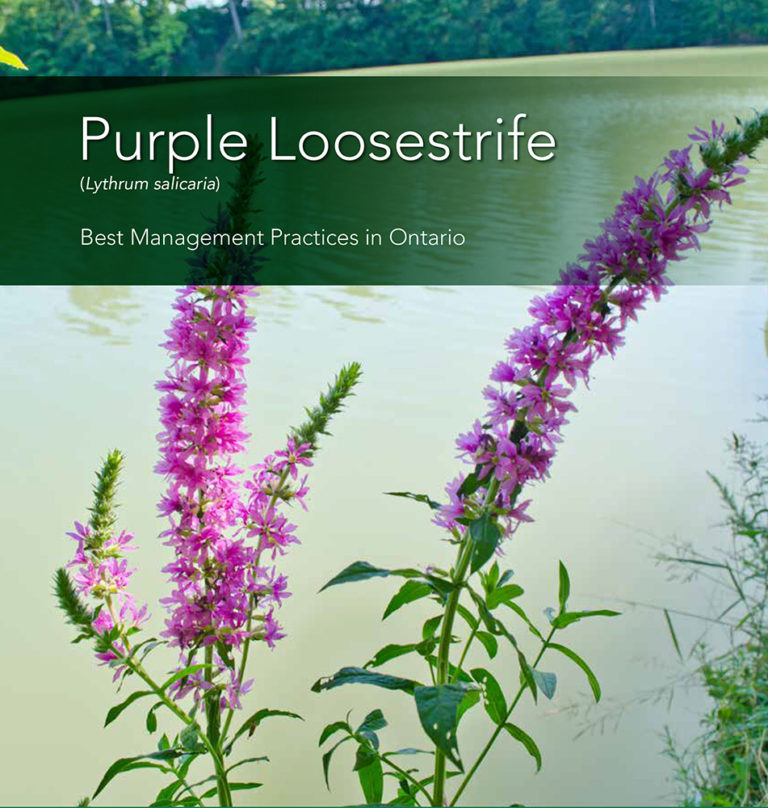 Purple Loosestrife Ontario Invasive Plant Council   Purple Loosestrife 768x808 