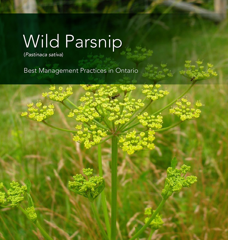Hala Al Turk Sxe - Wild Parsnip - Ontario Invasive Plant Council