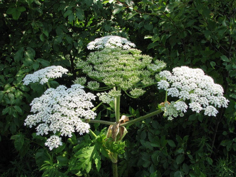 Giant hogweed - Ontario Invasive Plant Council