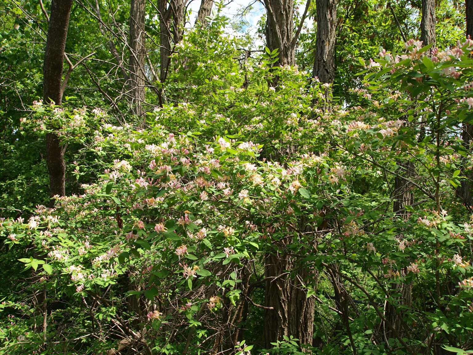 invasive-honeysuckles-ontario-invasive-plant-council