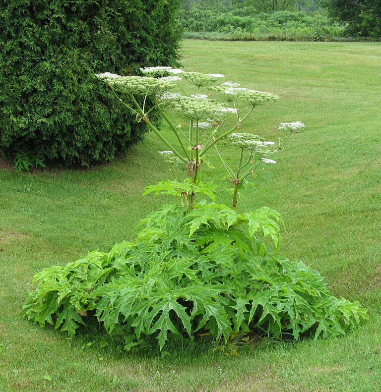 giant-hogweed-ontario-invasive-plant-council