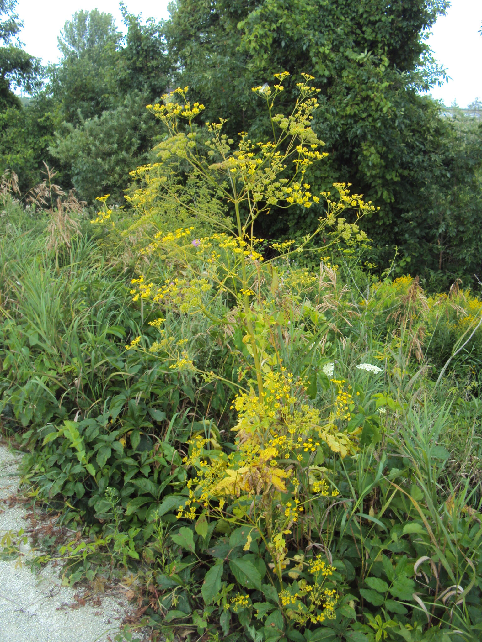 wild-parsnip-ontario-invasive-plant-council