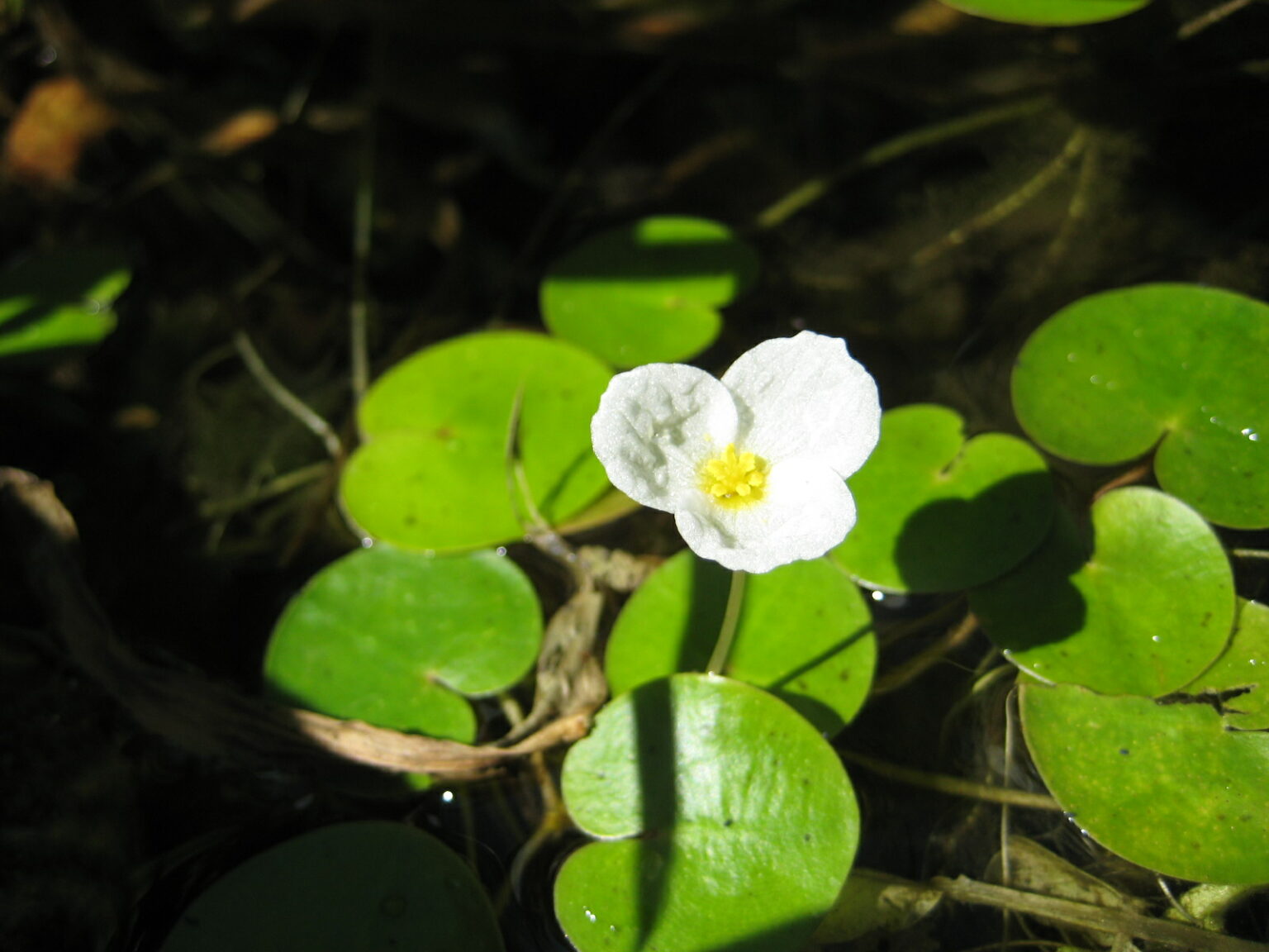 European Frog-Bit - Ontario Invasive Plant Council