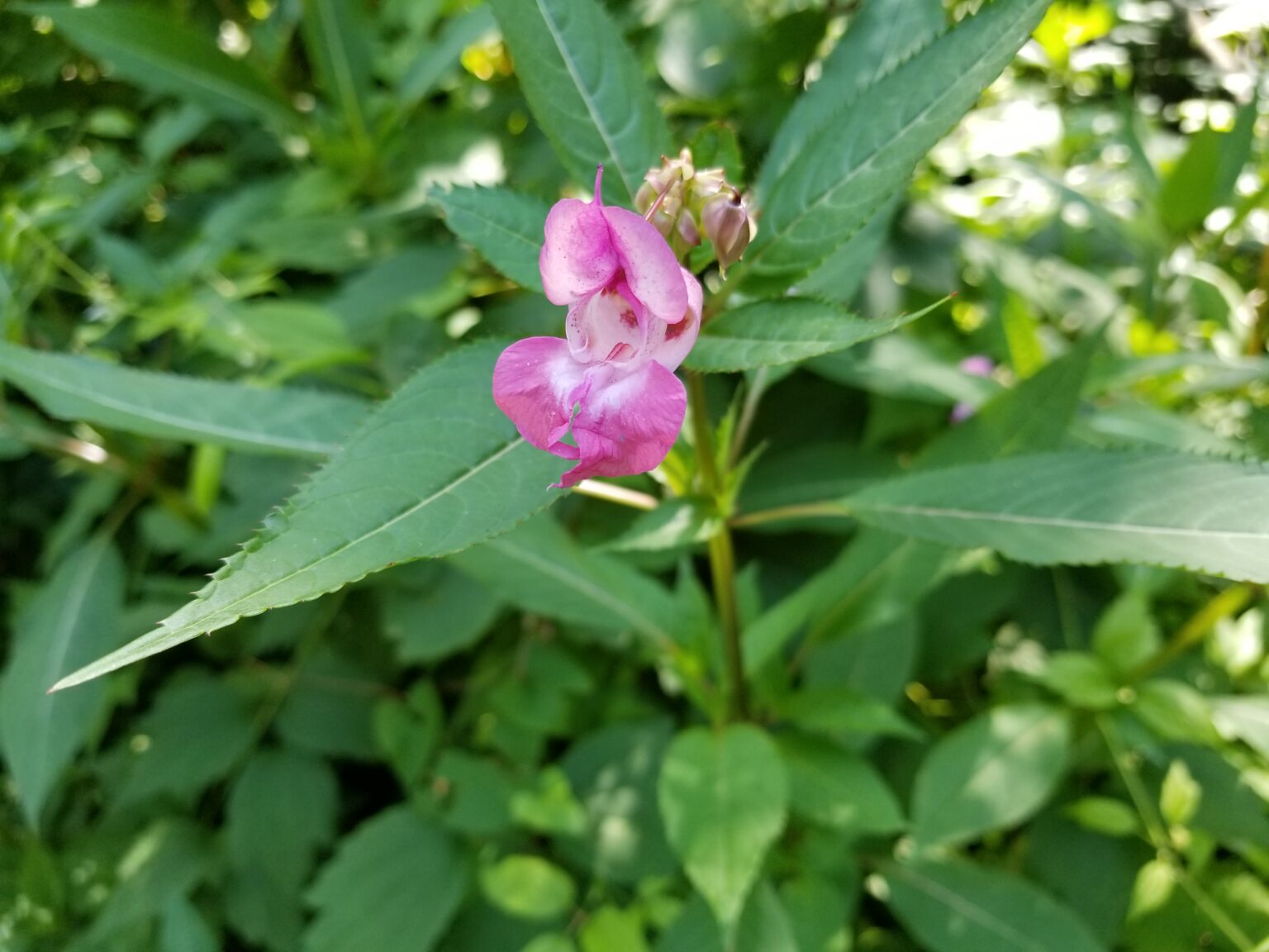 Himalayan Balsam - Ontario Invasive Plant Council