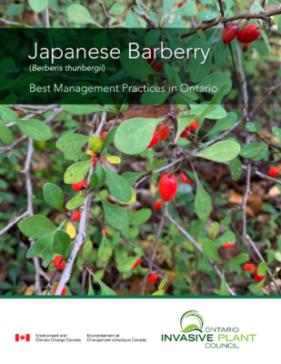 Japanese Barberry BMP