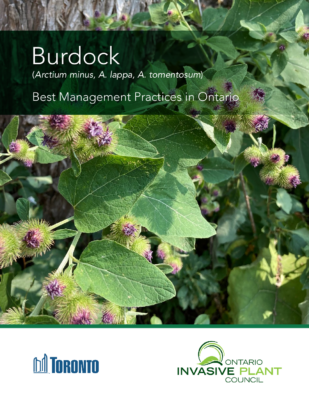 Burdock BMP