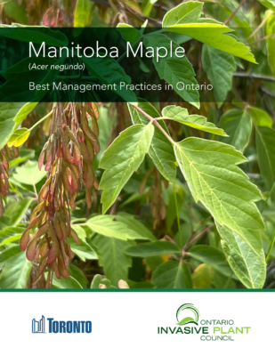 Manitoba Maple BMP