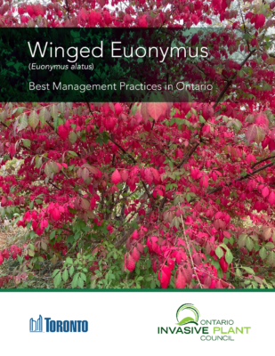 Winged Euonymus BMP